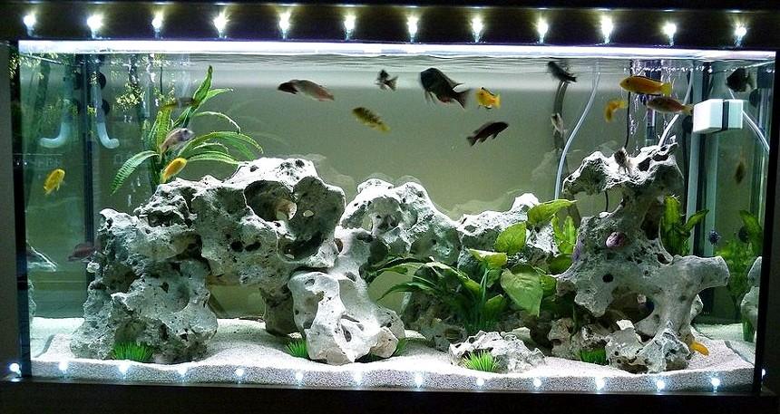 Все про подсветку аквариума и способах ее реализации с помощью светодиодов