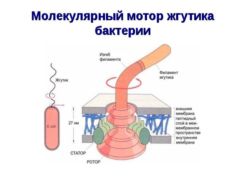 Молекулярный мотор жгутика бактерии